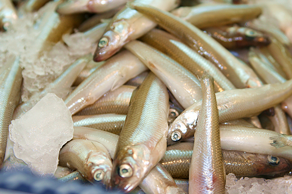 胡瓜鱼 全网资源