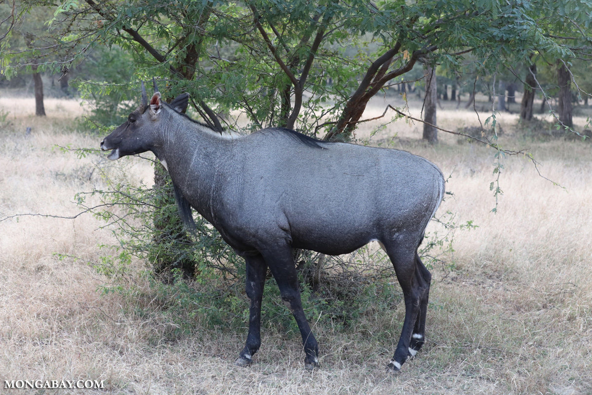tragelaphus hippelaphus