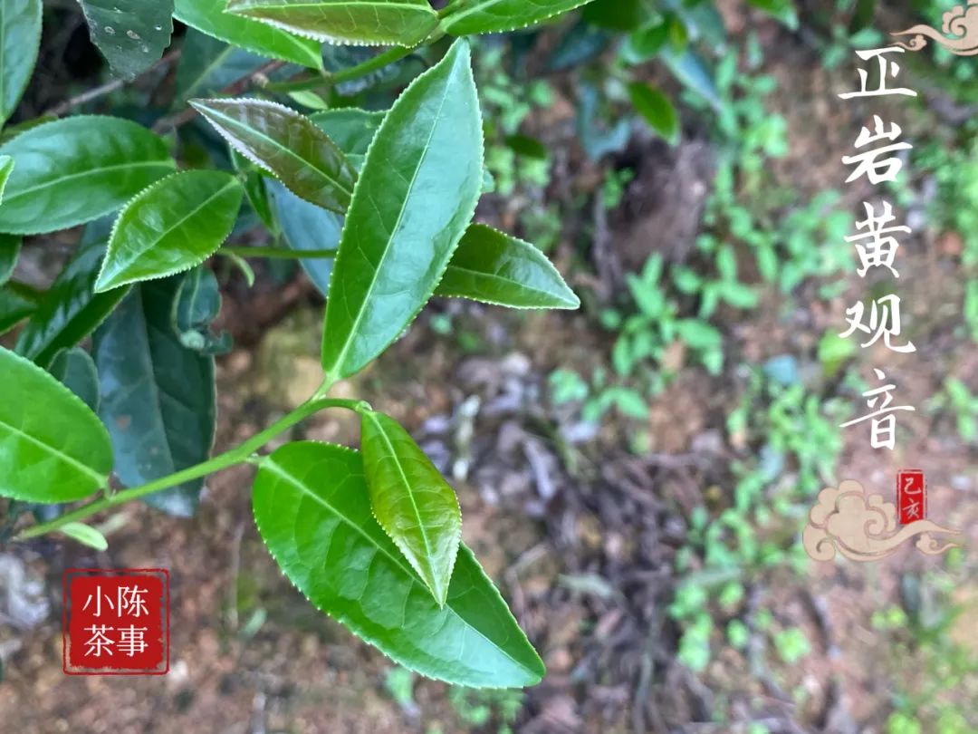 岩茶里，母树大红袍的“母树”是什么意思？它和母本有什么区别？_百科TA说