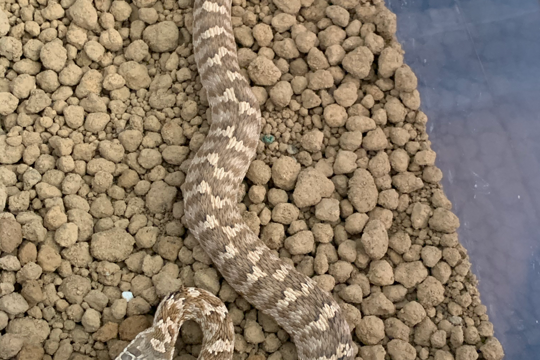  p data-id="shnp2zyfzuxp">阿拉善蝮,温带内陆荒漠常见毒蛇,拉丁学名