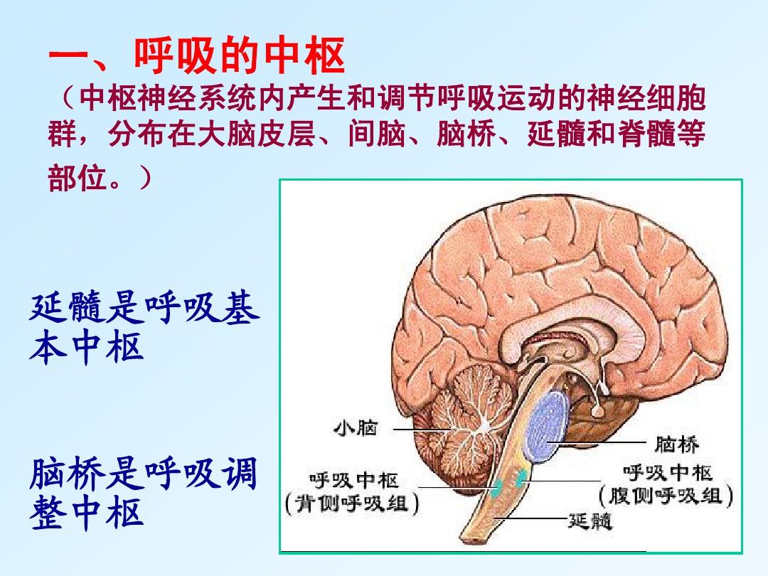  p>呼吸中枢(respiratory center)是指 a target="_blank" href="