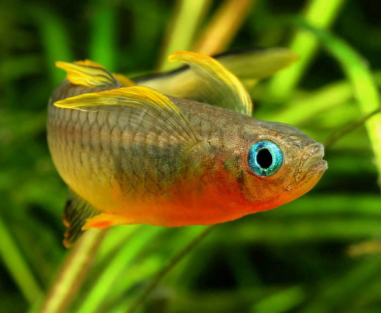  p>叉尾鲻银汉鱼(学名: i>pseudomugil furcatus /i>)是鲻银汉鱼科,鲻