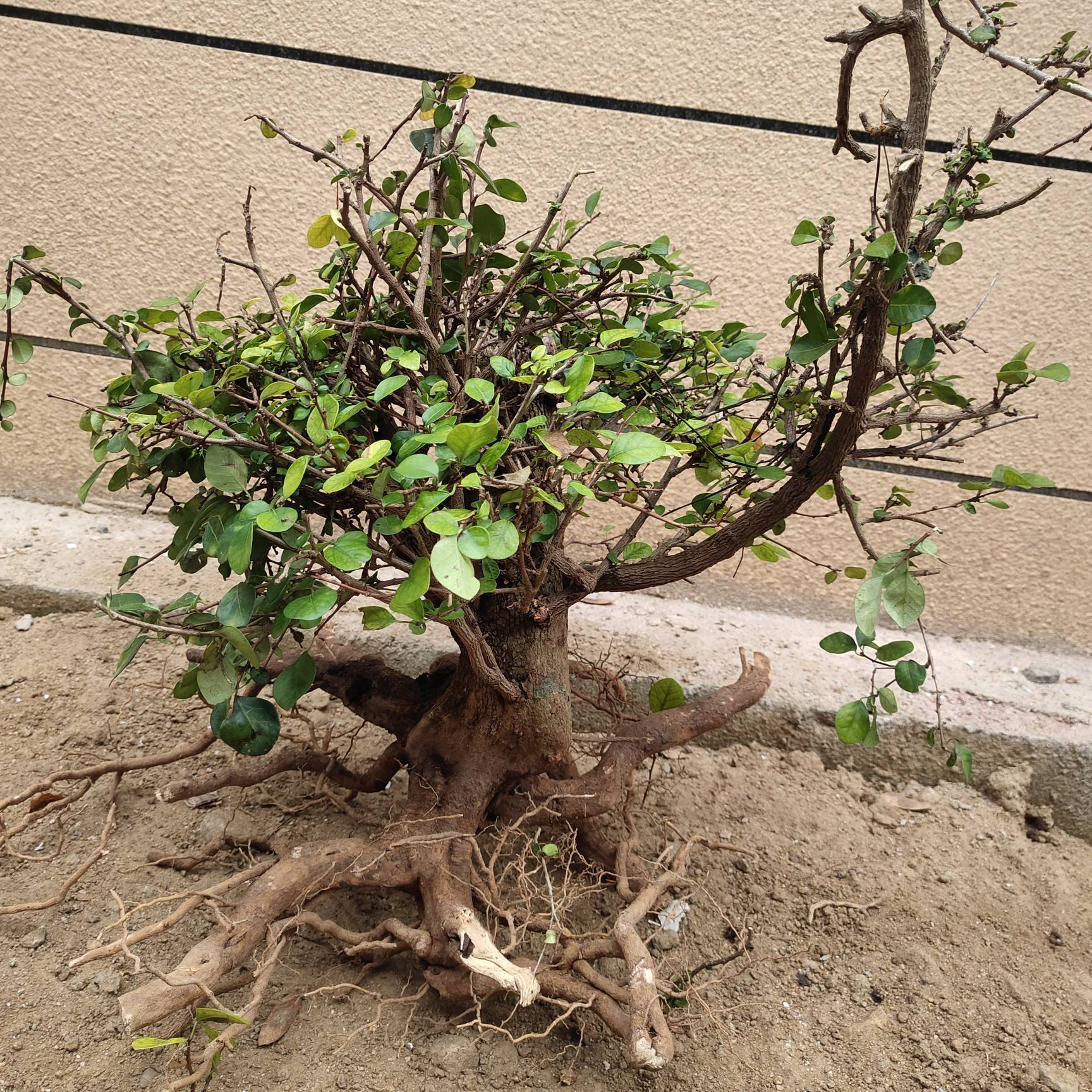 博兰属常绿灌木 ,分布于海南岛南部的乐东,三亚,东方,昌江,儋州等县市