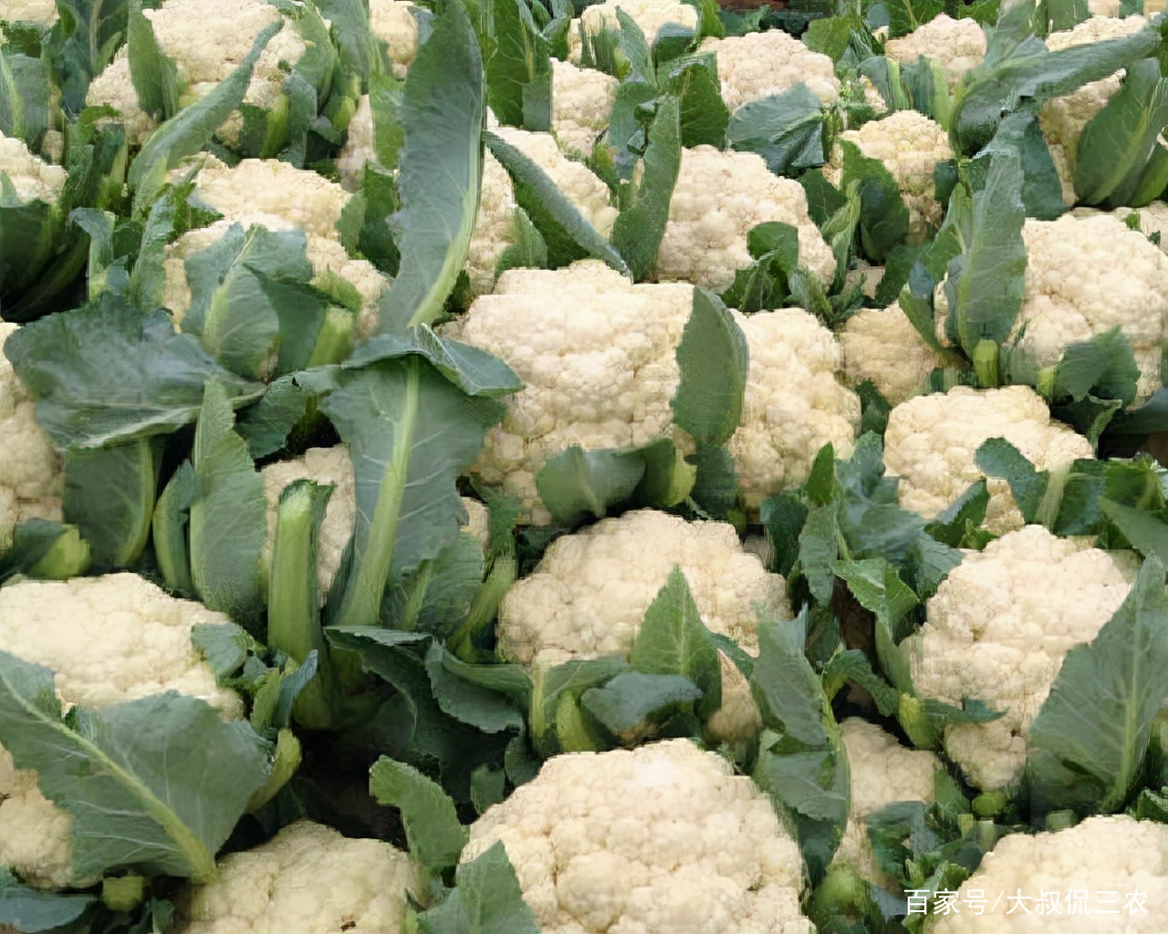 种植花椰菜 采用扦插成苗技术种植花椰菜 提高质量与产量 百科ta说