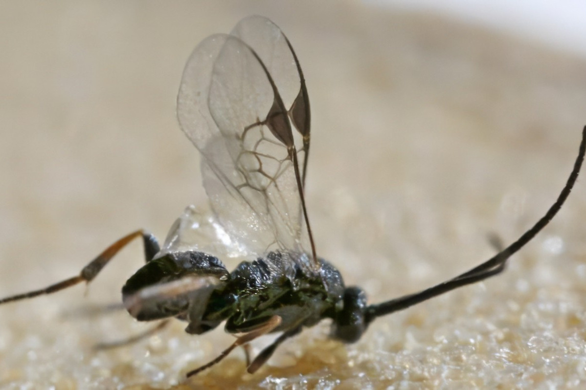 金刚钻直径绒茧蜂