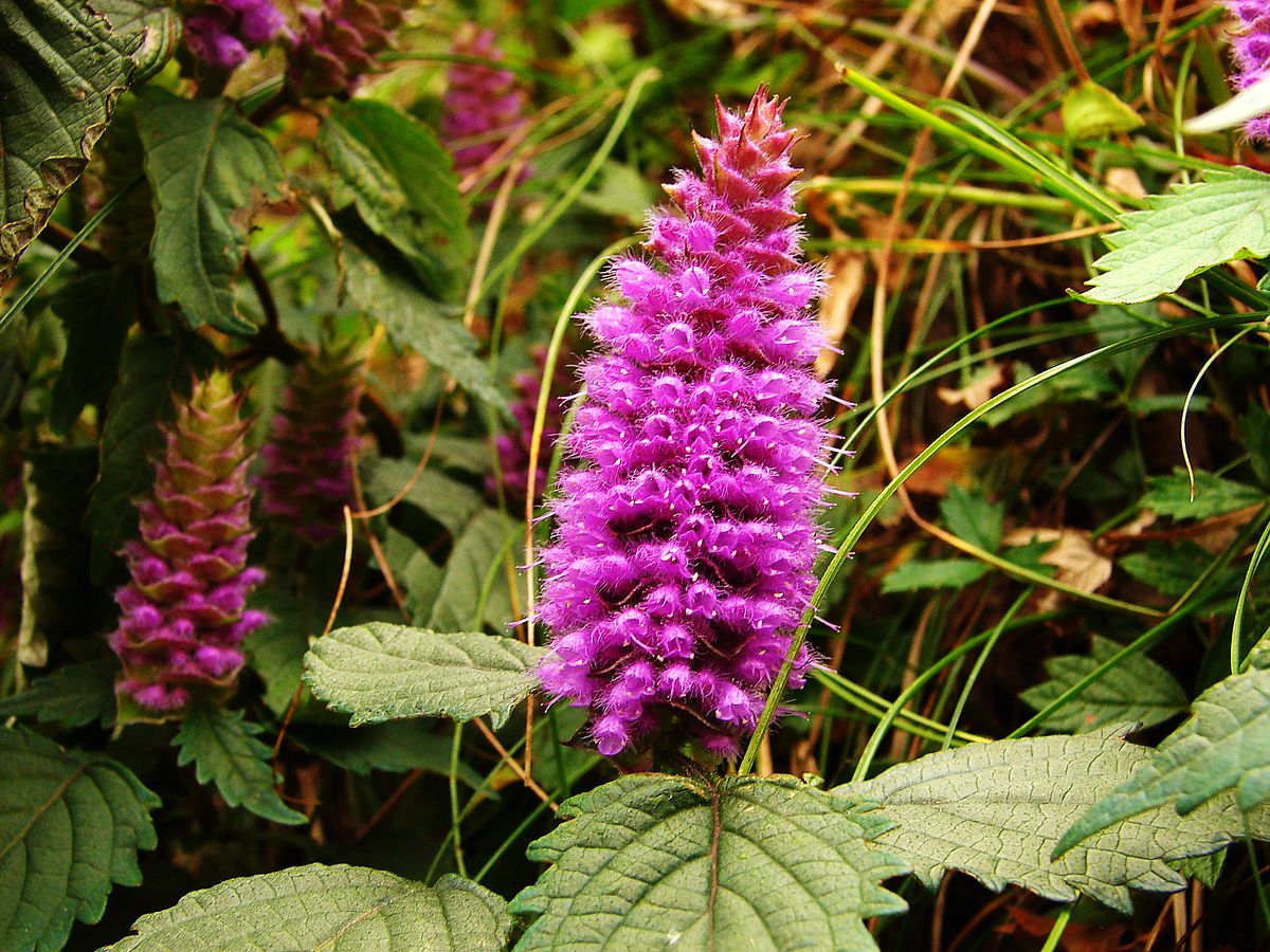  p>海州香薷(学名: i>elsholtzia splendens /i> nakai ex f.