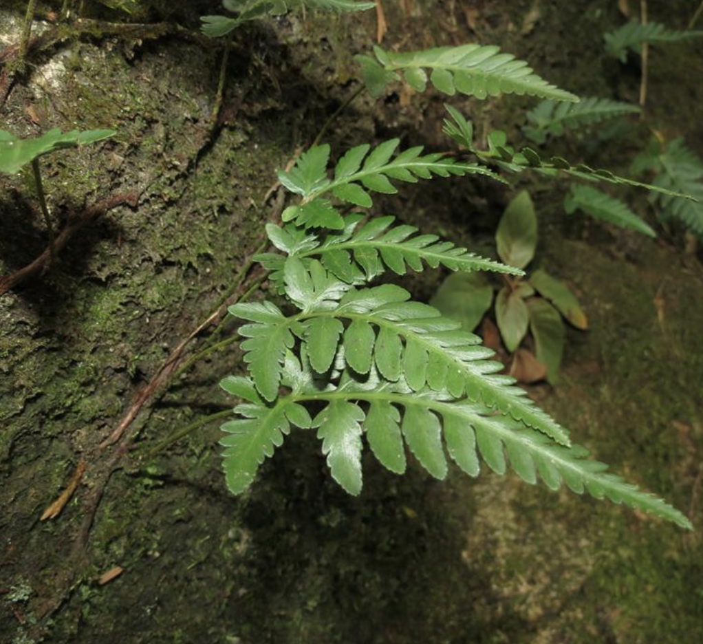 f.) diels)是骨碎补科,阴石蕨属植物.植株高10-20厘米.