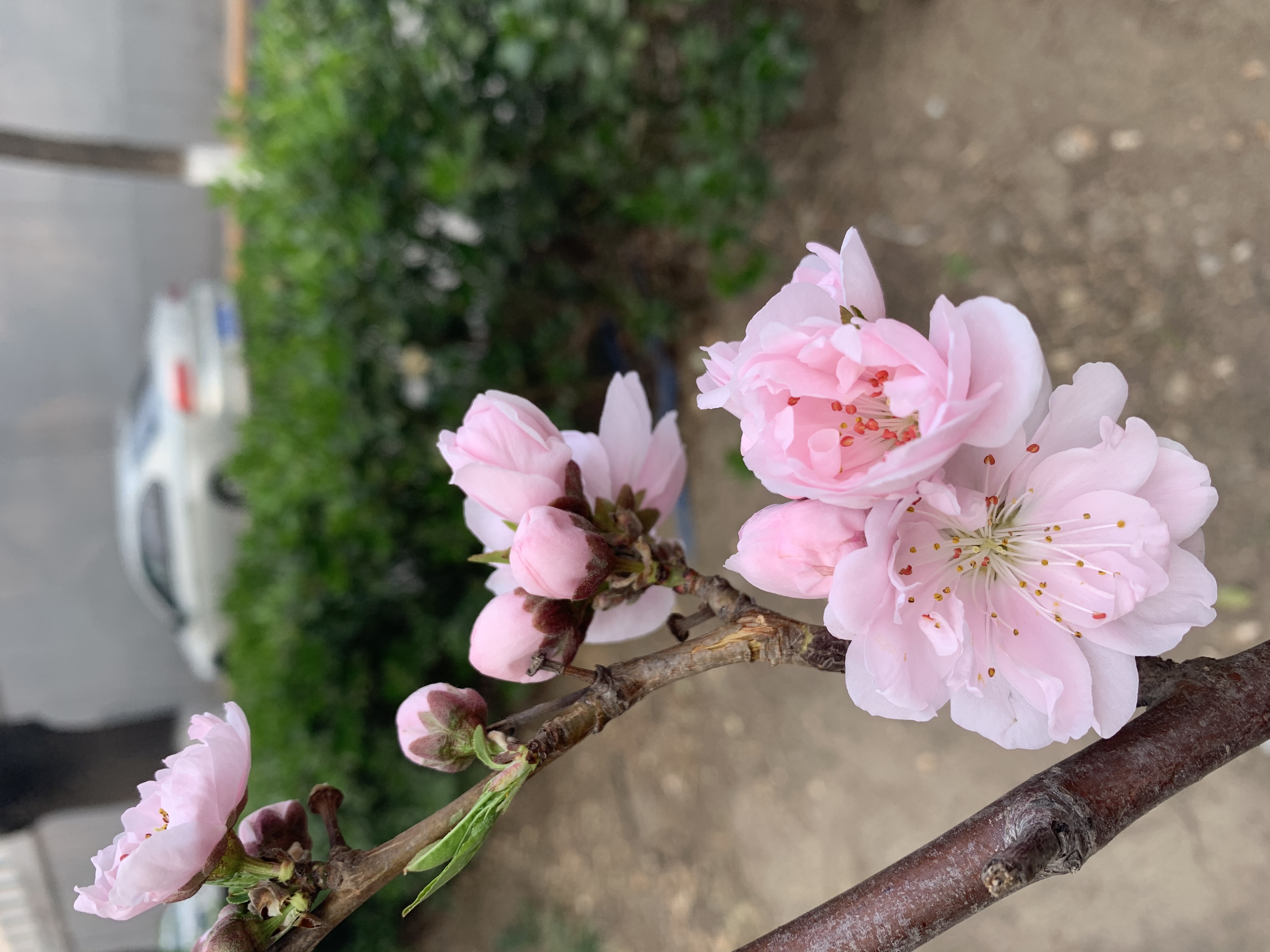  p>桃花,就是盛开的花朵,属 a target="_blank" href="/item/蔷薇科