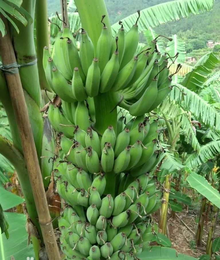 target="_blank" href="/item/大麦克香蕉/13021914" data-lemmaid="