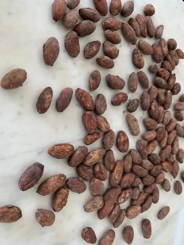 可可豆（梧桐科常绿乔木可可树的果实）_百度百科