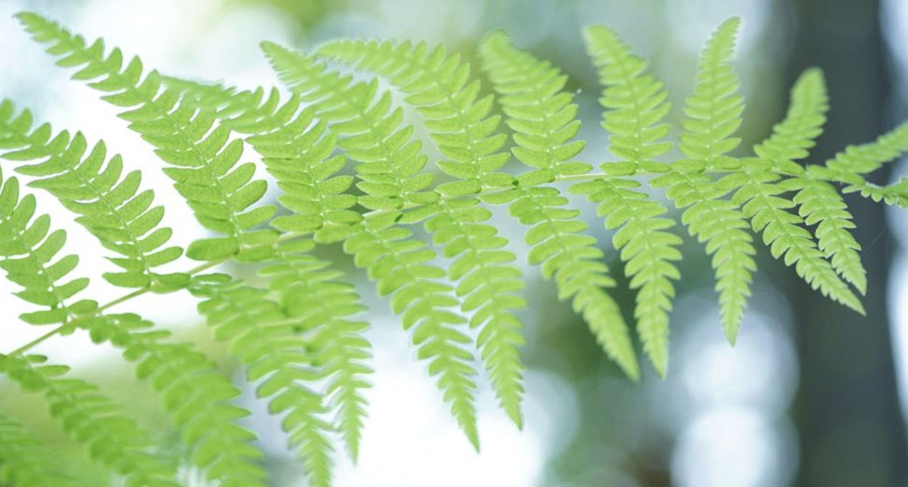  p>沼泽蕨(学名: i>thelypteris palustris /i> (l.