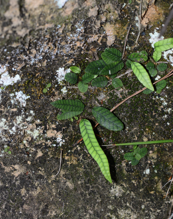  p>金鸡脚假瘤蕨(学名: i>selliguea /i>  i>hastata /i> (thunb.) h.