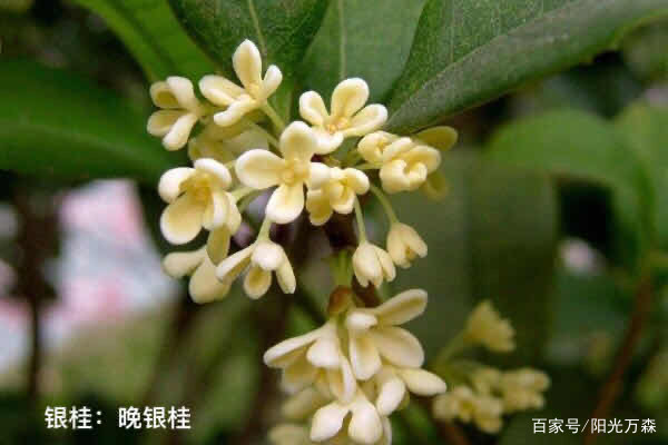 桂花——四大类主要二十五个名贵品种详介_百科TA说