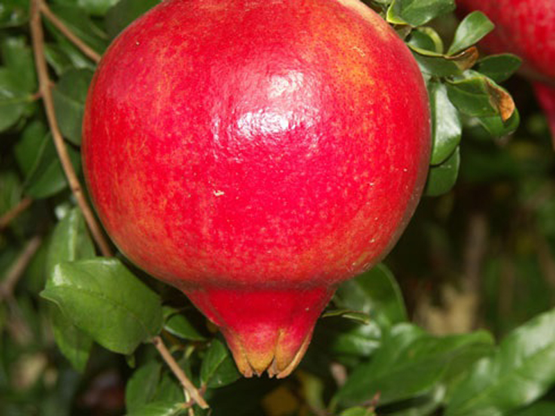  p>石榴属(学名: i>punica /i> linn.):是桃金娘目,千屈菜科的一个属.