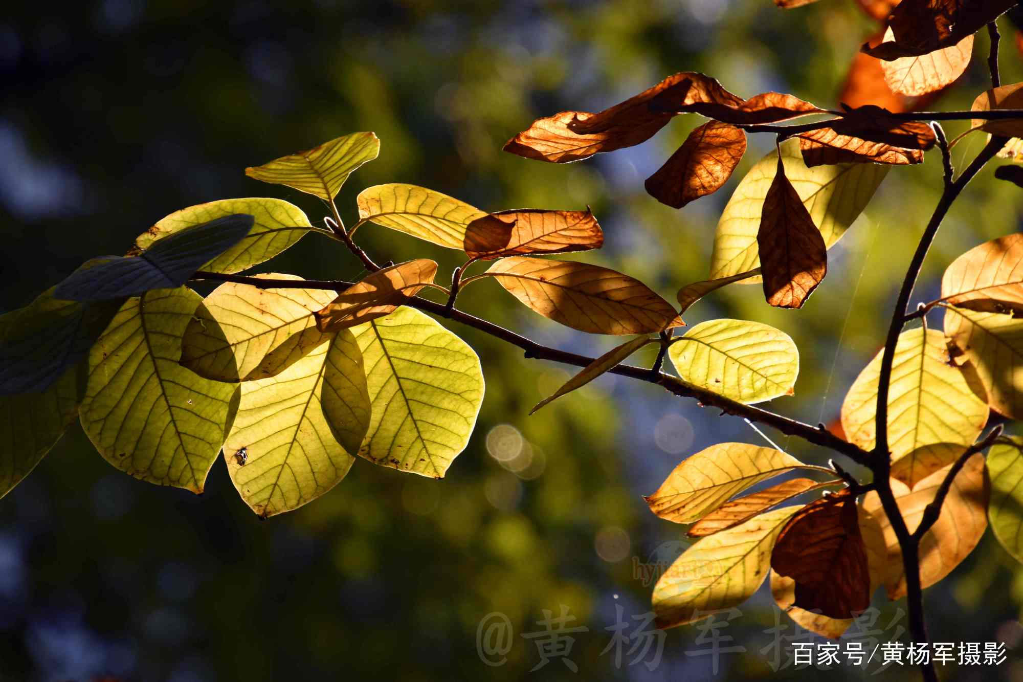 玉兰树叶斑斓多彩的迷人之美，迎着阳光的叶子通透美丽，叶美如花_百科TA说