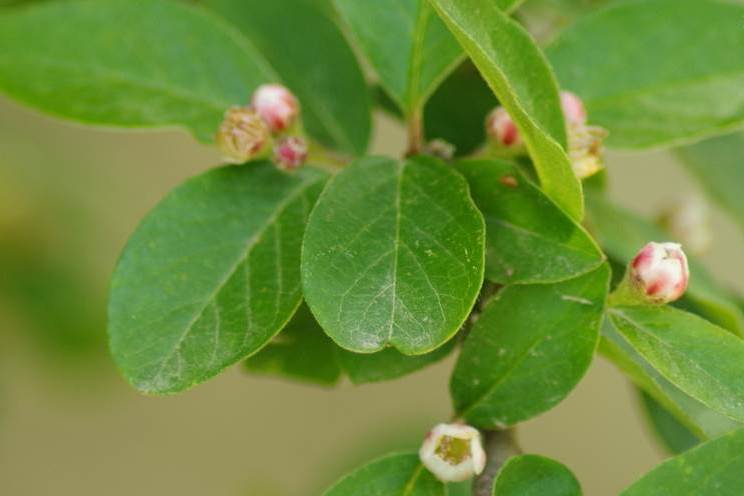 是蔷薇科,栒子属落叶灌木.