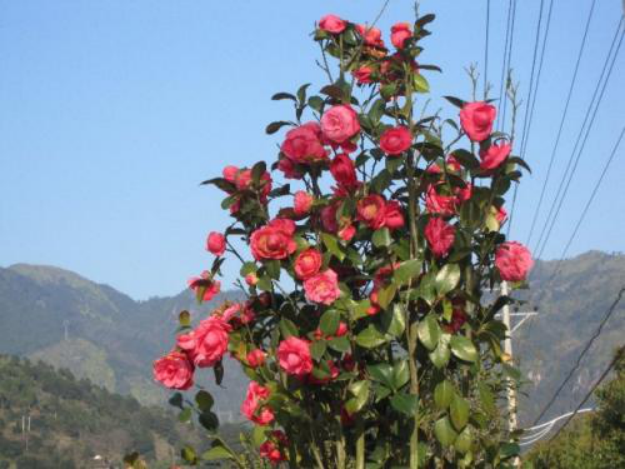椿花：此花就是山茶花_百科TA说