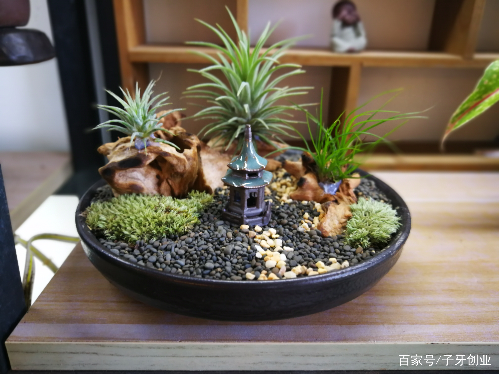 暑假陪孩子做手工，懒人植物空气凤梨小盆栽零难度种植_百科TA说