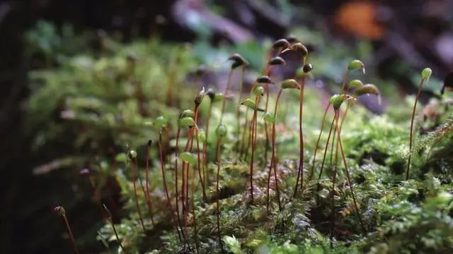 苔花如米小 也学牡丹开 苔花是花吗 百科ta说