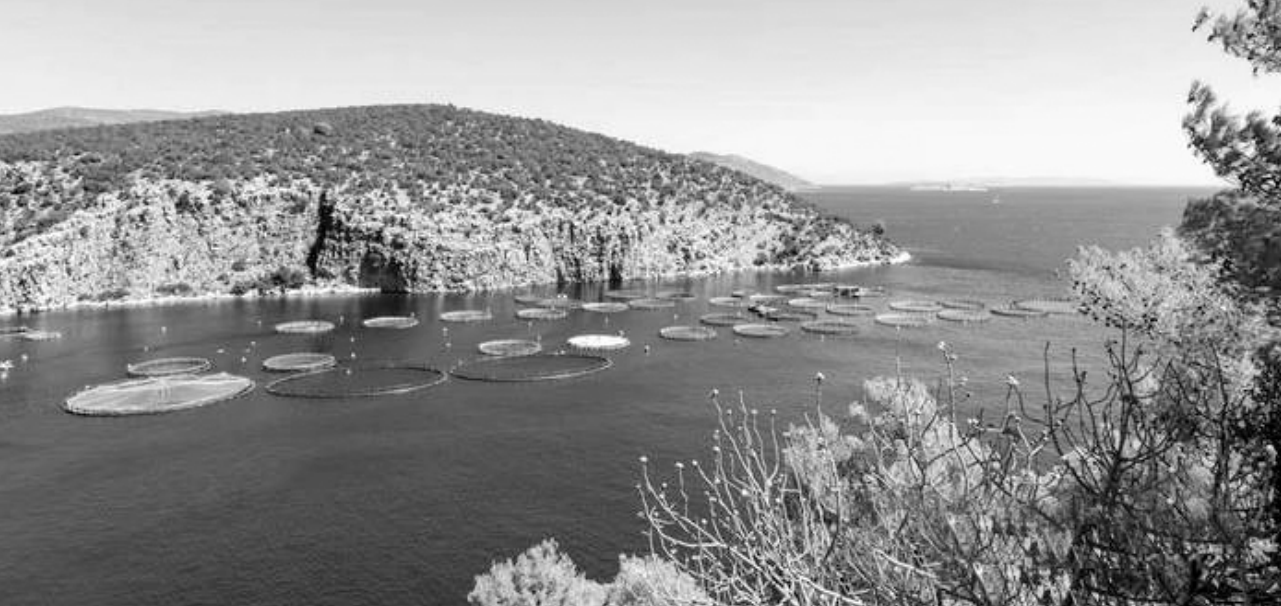  p data-id="gnapmzel75">似鲇高原鳅(学名: i>triplophysa siluro