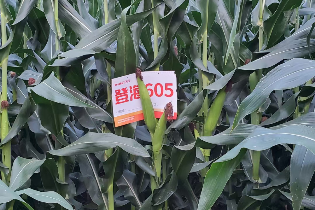 fk4g">登海605(超试6号)是山东登海种业股份有限公司选育的一种玉米