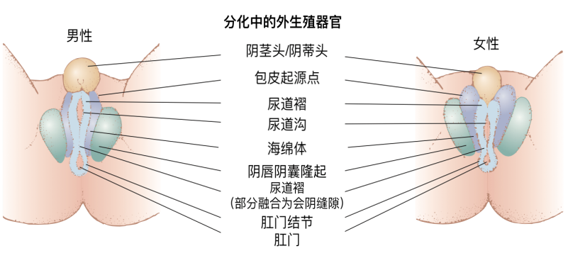 征是指区别男女两性在生物学上差异的特征,可分为第一性征和第二性征