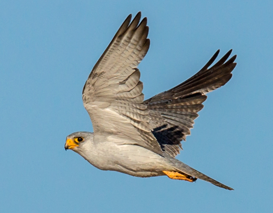  p>澳洲灰隼(学名: i>falco hypoleucos /i>):是隼科,隼属的一种猛禽.