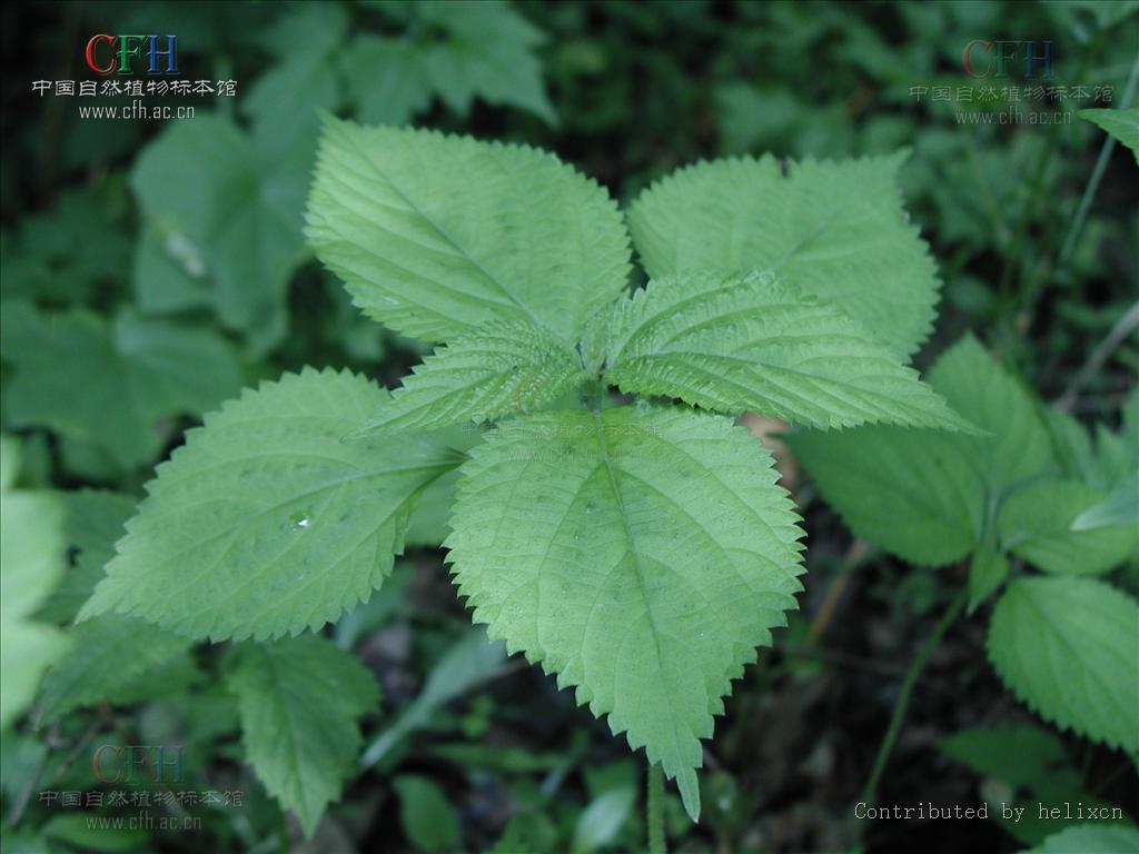  p>艾麻(学名: i>laportea cuspidata  /i>(wedd.