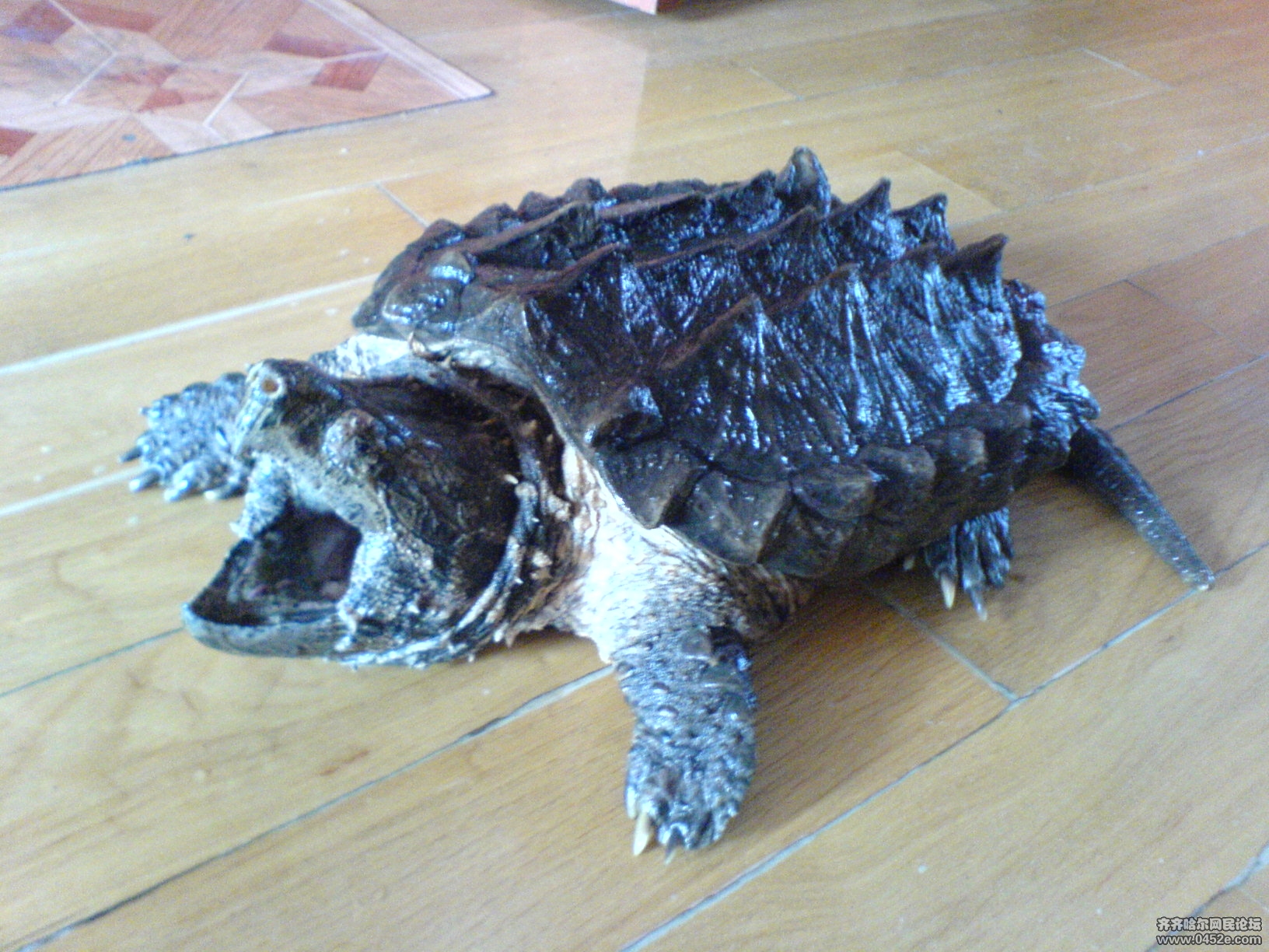  p>鳄龟是世界最大的淡水龟之一,也是北美洲最大的淡水龟,主要栖息在