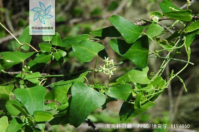  p>海南杯冠藤(学名:cyathella insulana (hance) tsiang et zhang)是