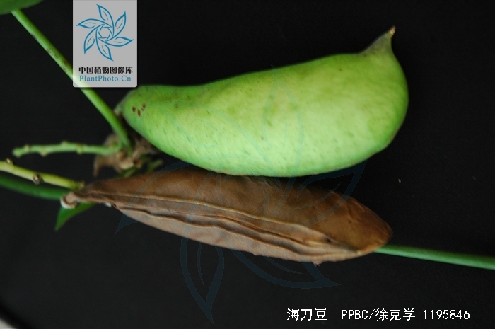  p>海刀豆(学名: i>canavalia&nbsp;rosea /i>&nbsp;(sw.