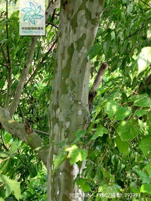 光皮梾木