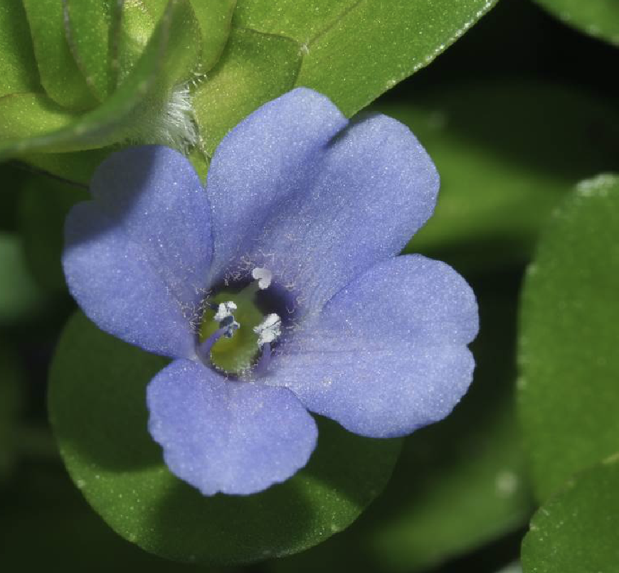bacopa monnieri