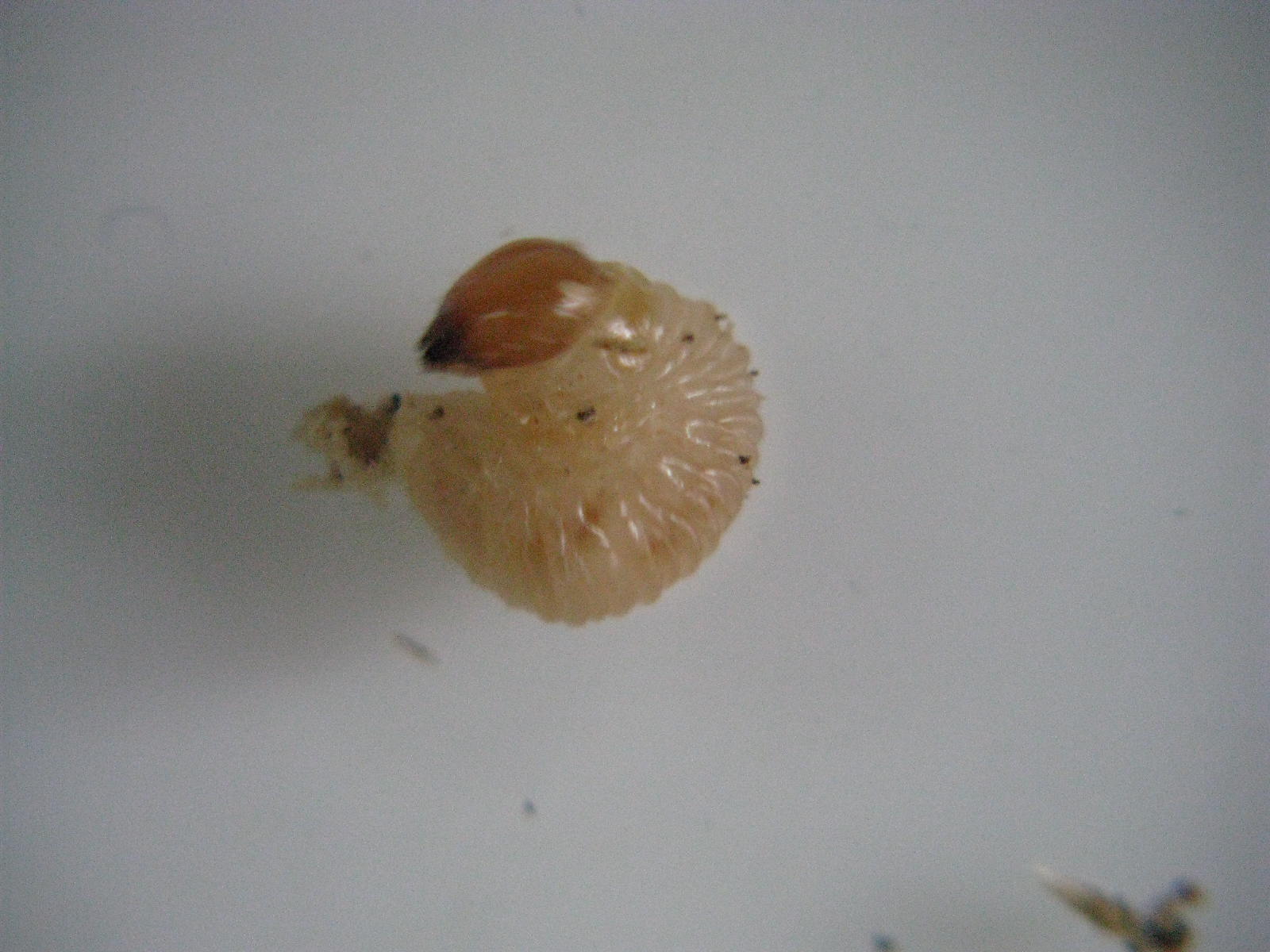  p>昆虫名,属鞘翅目(coleoptera),象虫科(curculionidae).