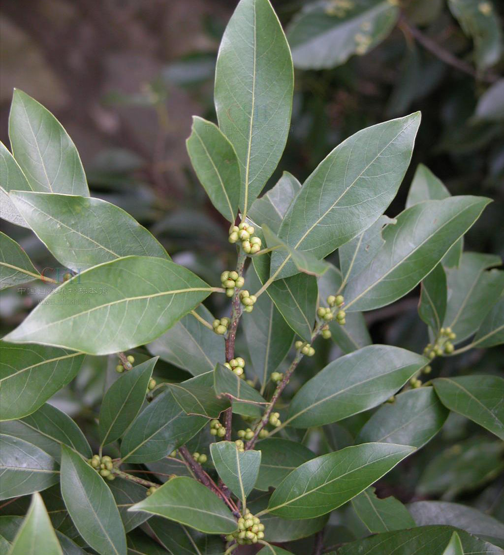 p>豹皮樟(学名: i>litsea coreana /i> levl. var.