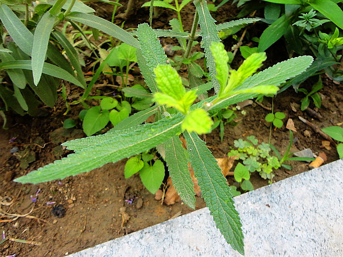  p>柳叶马鞭草(学名: i>verbena bonariensis /i> l)是马鞭草科,马鞭
