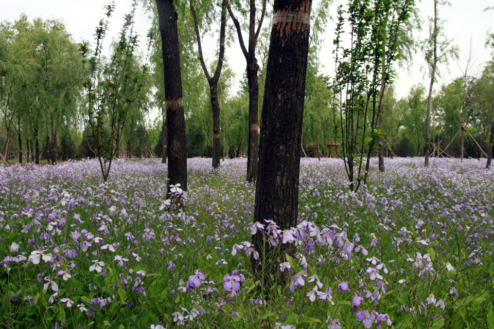  p>太平郊野公园,占地1085亩,位于规划中轴路延长线以东,兰太路南侧, 