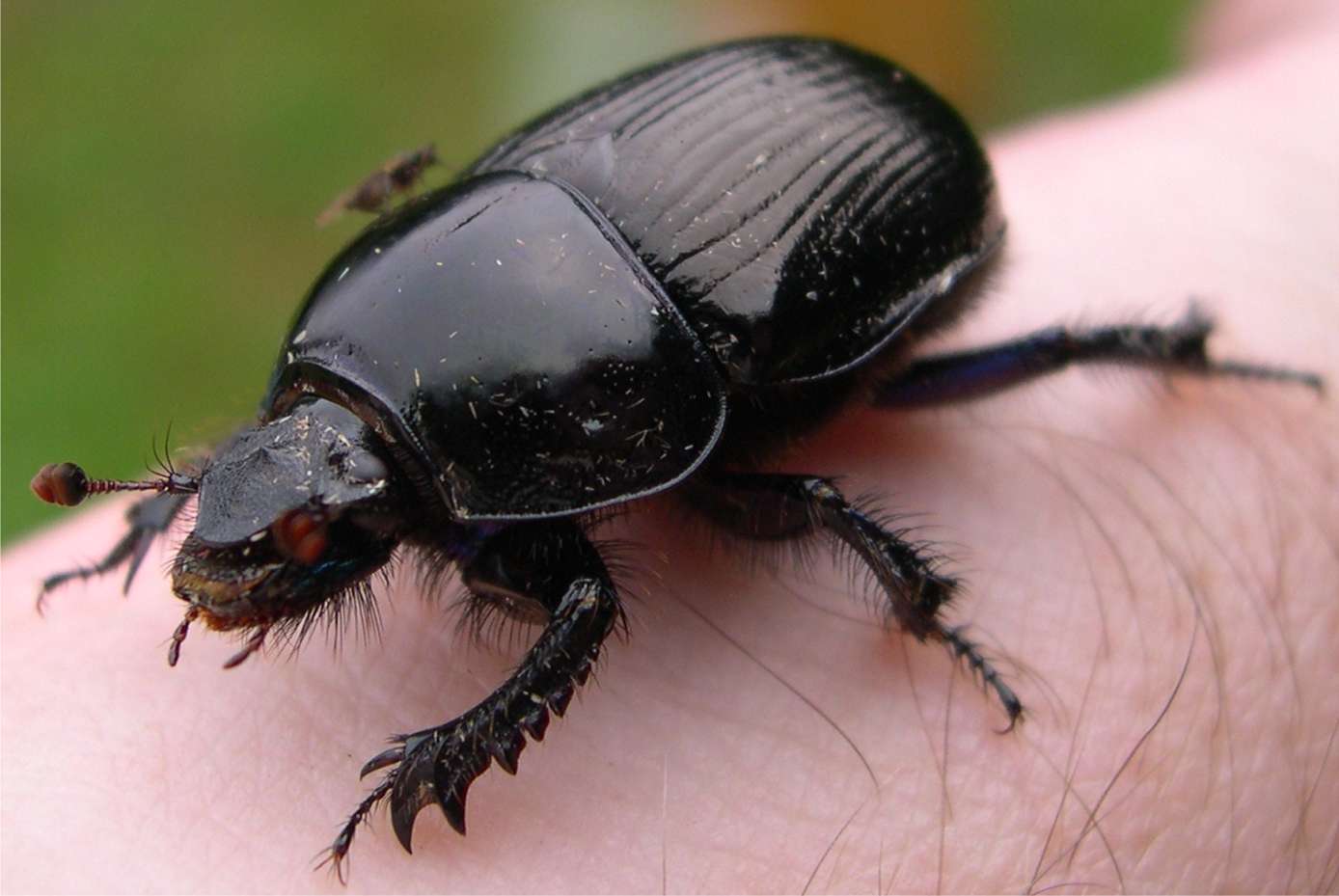 dung beetle