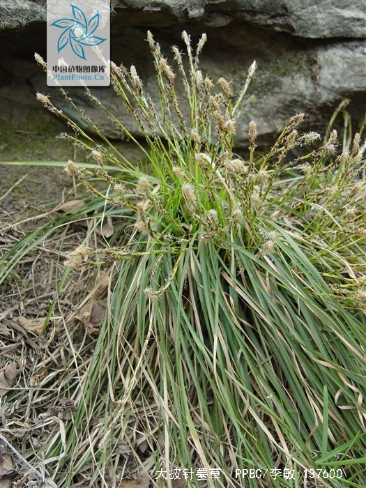 carex lanceolata boott