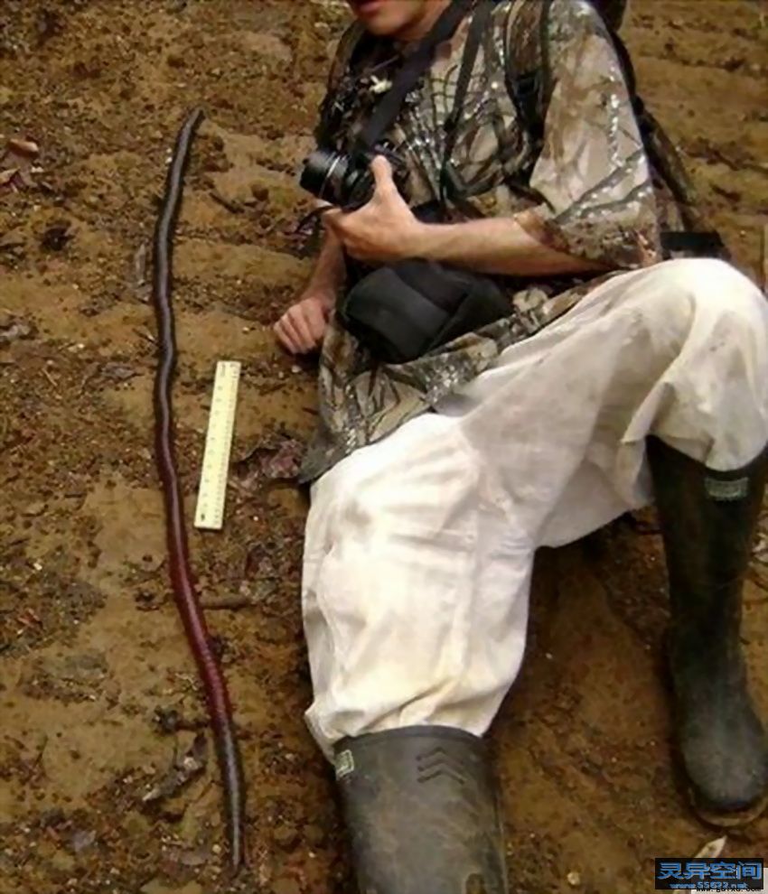  p>巨型蚯蚓,是南美森林中存在着一种巨大的 a href="#" data-lemmaid