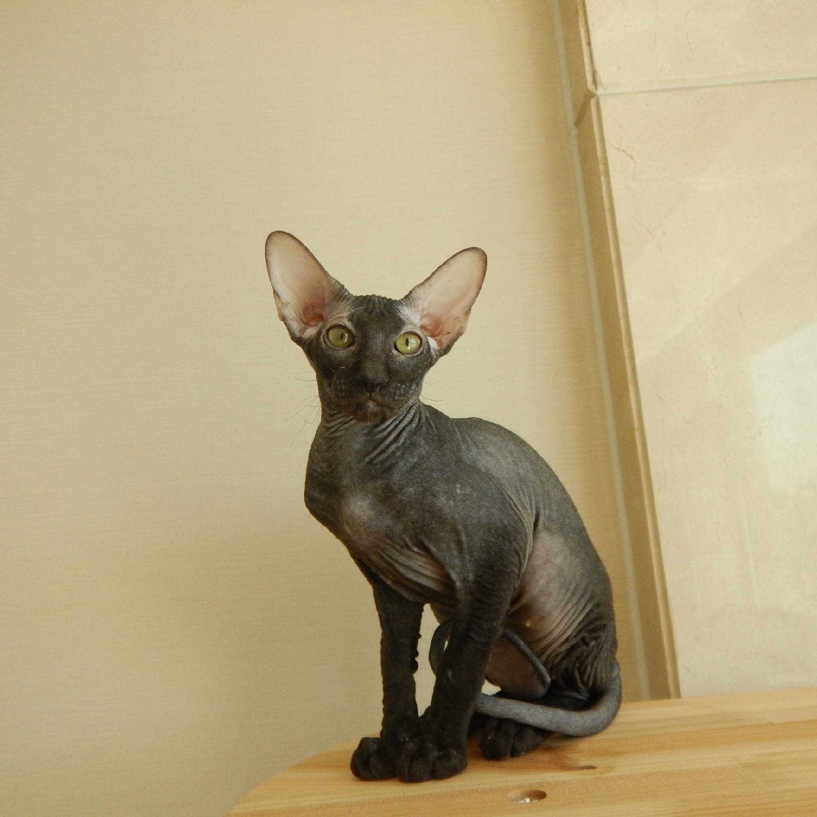  p>彼得秃猫(peterbald),原产于俄罗斯,彼得秃猫并非完全没有毛,它的