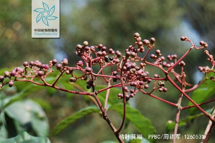  p>椿叶花椒(学名: i>zanthoxylum ailanthoides /i> sieb. et. zucc.