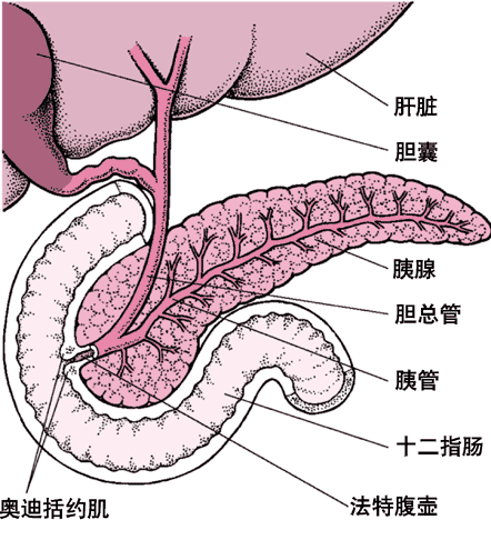  p>全胰癌是胰腺癌的一种,胰腺癌根据发病部位的不同,可分为 a target