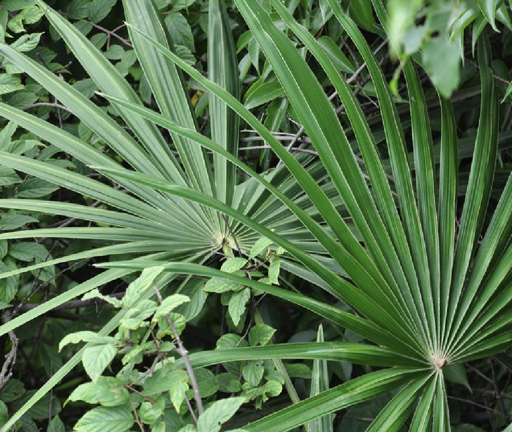  p>石山棕( i>guihaia argyrata /i> (s. k. lee et f. n. wei) s. k.