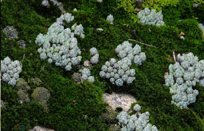  p>小瓦松〔学名: i>orostachys minutus /i> (kom.