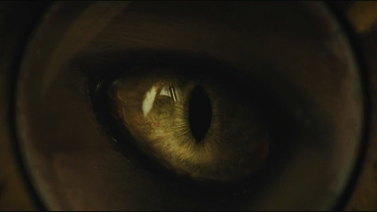 猫看见死亡的双眼