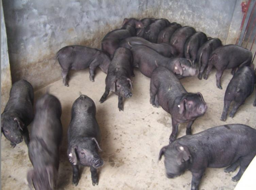  p>金枫猪是用金山枫泾猪(太湖猪的一个种群), a target="_blank"