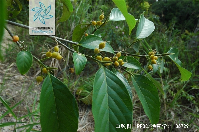 gironniera subaequalis planch