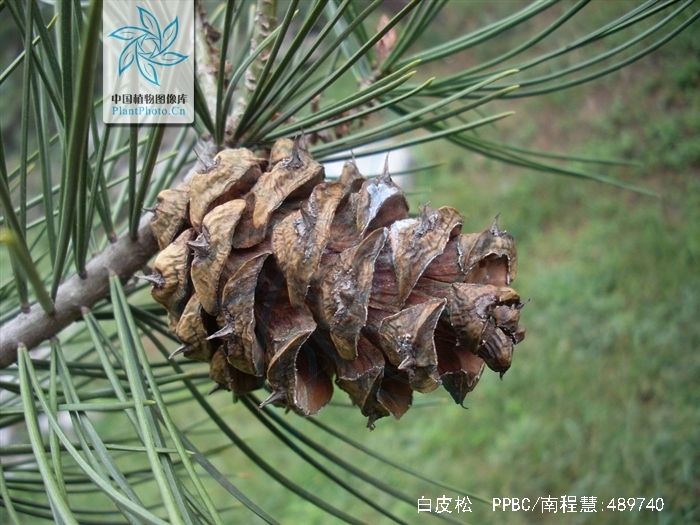 pinus bungeana zucc. ex endl.