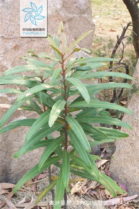 macadamia ternifolia f. muell.